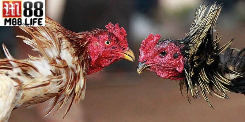 Sân chơi đá gà M88 sở hữu rất nhiều ưu điểm nổi bật.