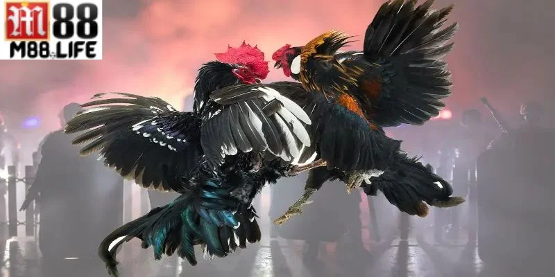 Đá gà M88 có giao diện được thiết kế vô cùng tối ưu.