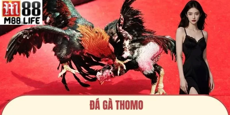 Đá gà Thomo đem đến những trận đấu đỉnh cao.